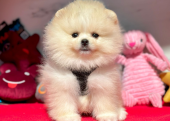 Safkan Pomeranian Mini Boo Yavrularımız